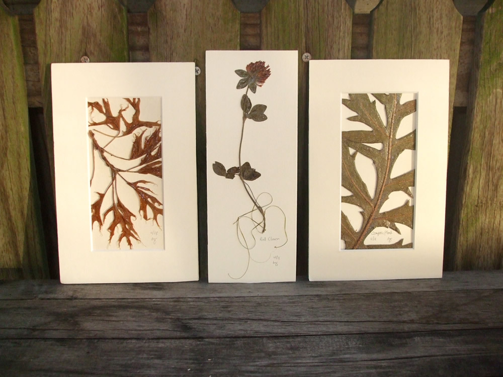 Native plants on thank you cards, eco-art cares