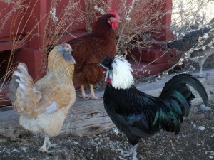 Farm Hens and Brigid Greene in the Flint Hills