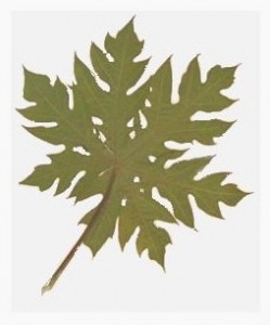 Papaya Leaf as Green Art